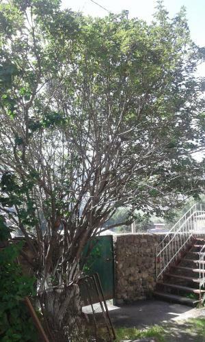 Hostal Guest House Dodo