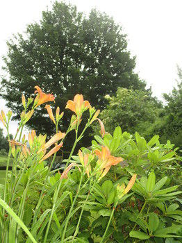 Brambles Bed And Breakfast