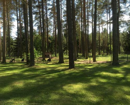 Rojaus Slenis