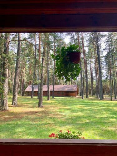 Rojaus Slenis