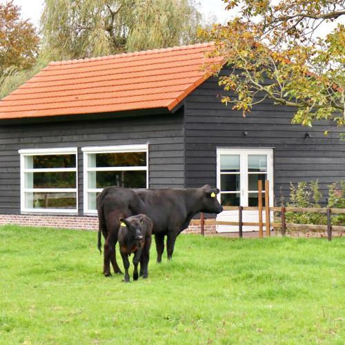 Met de Kippen Op Stok - Vakantiehuisjes