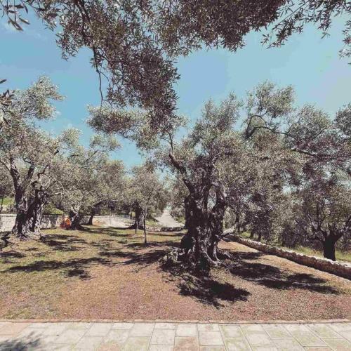 Apartamento Olea Cottage