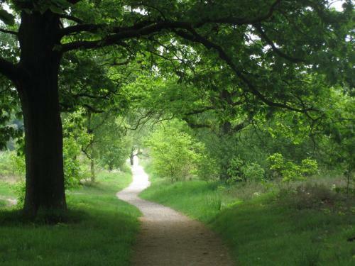 Bed En Breakfast Bergh En Bos