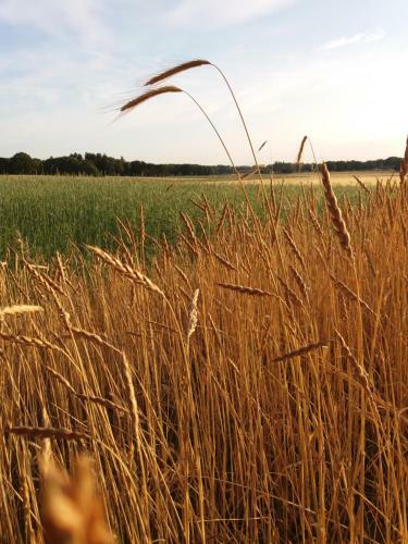 Bed En Breakfast Bergh En Bos