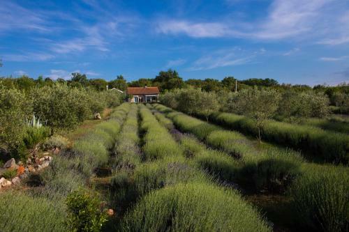 Officinalis - Family Vacation House
