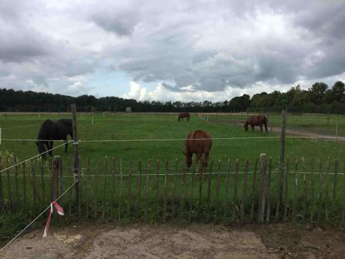 Apartamento Bed Met Paard