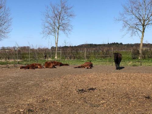 Apartamento Bed Met Paard