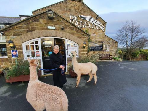 Bed & Breakfast The Falcon Inn