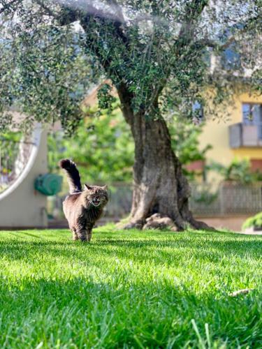 Apartamento Appartamenti Villa Sonia