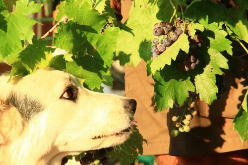 Agroturismo Relax In 'crazy Farm'