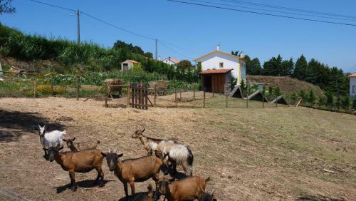 Apartamento Casa Rosa, Quinta Carmo - Alcoba�a/nazar�