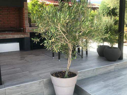 Terra Holiday Homes-marigold