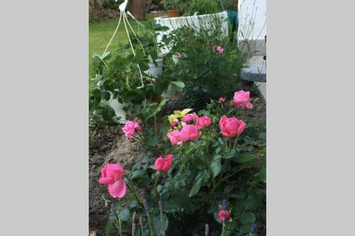 Hortenzia Cottage D�m�s