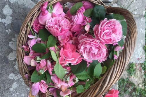 Hortenzia Cottage D�m�s