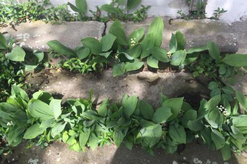 Hortenzia Cottage D�m�s