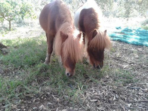 Villa Faidra's Farm