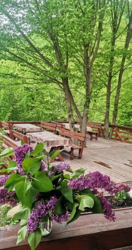 Lodge Cabana Alpha
