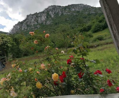 Hostal Casa Visescu