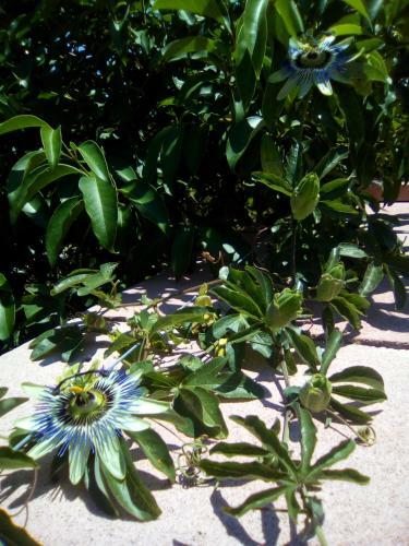 Bed & Breakfast Casa Te La Bradamante