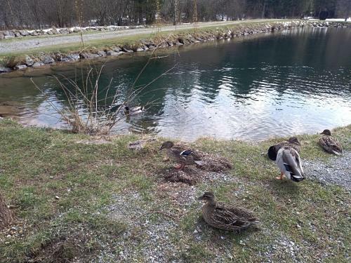 Apartman Ris Gorski Kotar Crni Lug