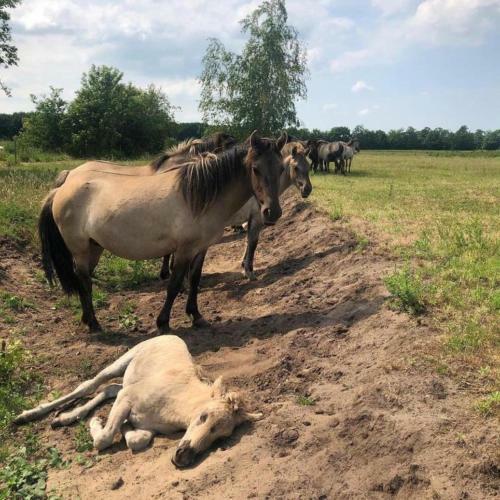 B&B De Konik Bourtange