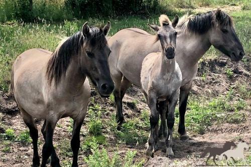 B&B De Konik Bourtange