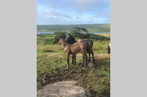 Spacious Seaside Apartment 3km From Clifden