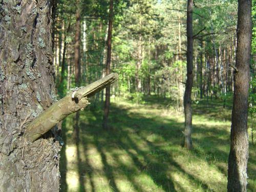 Hostal Forest