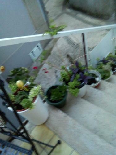Hostal Leopolda Dobrinj