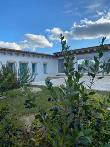 B&B Li Tauli