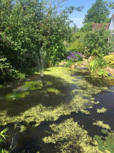 Bed & Breakfast Watergardens