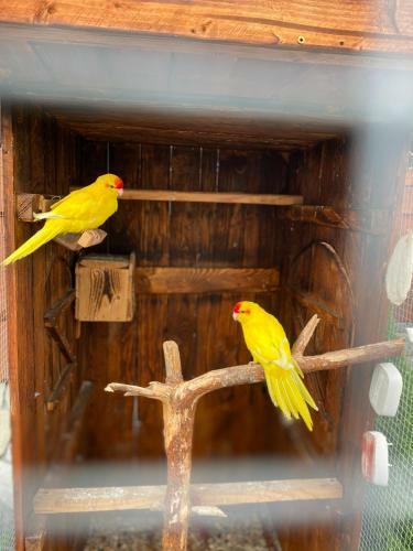 Lodge Rancho-bierna