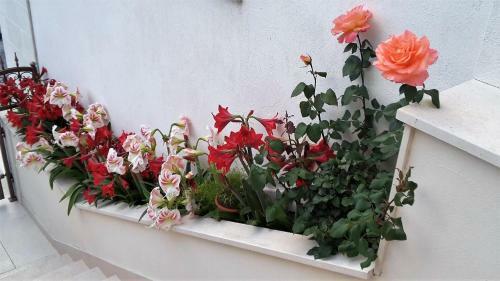 Hostal Guest House Fenix Brela