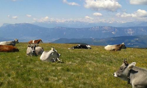 Apartamento Dolomiti