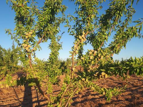 Quintinha Dos Cedros