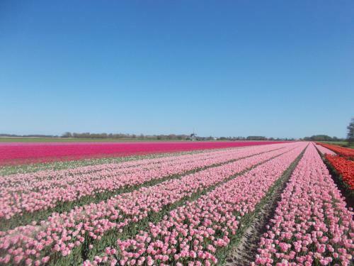 Zwaan's Place