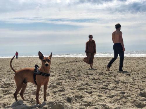 Apartamento Dorpsplein 23e - Callantsoog