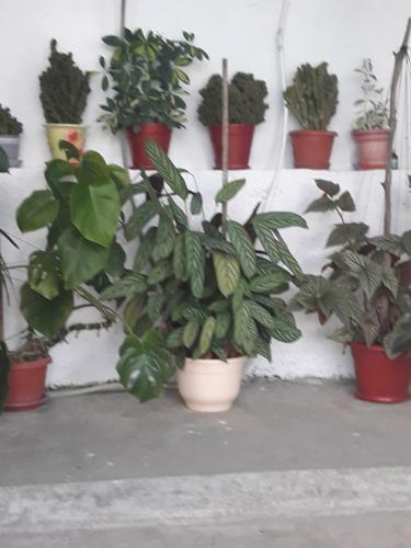 Apartamento ???????? ??? ??????