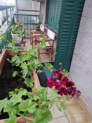 Apartman Centar Beograd