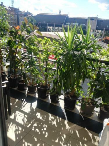 Albergue Rooms And Apartments S