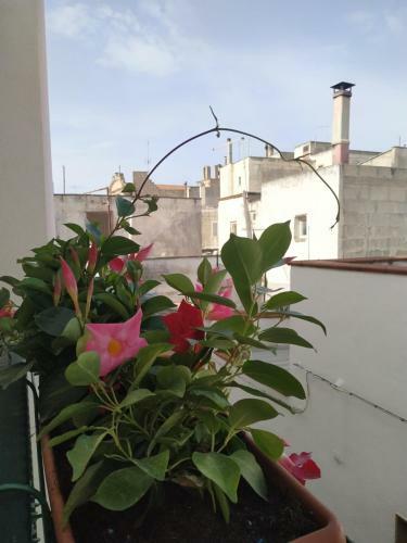Bed & Breakfast Il Vicoletto