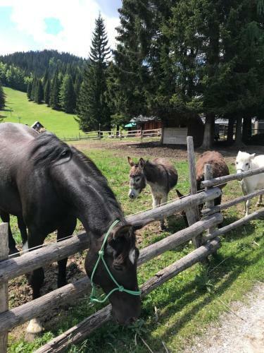 Chalet Stara Jelka Pokljuka