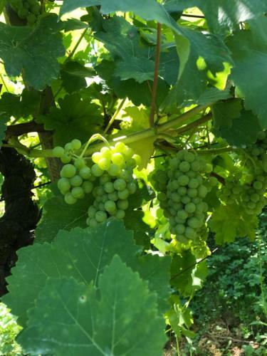 Wine & Nature & Tour