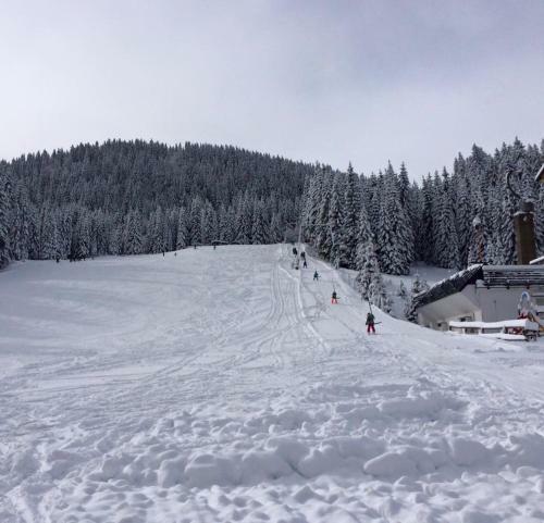 Apartment Ski Sara Pokljuka