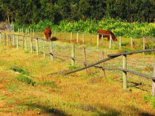 Agroturismo Caba�as Don Dago