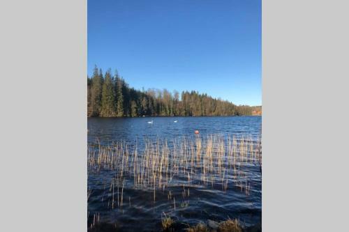 Sommarstugan