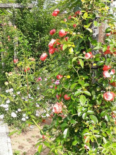 Bed & Breakfast Quinta D'av� Am�lia