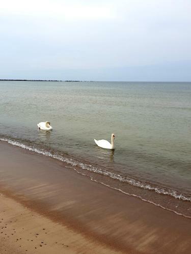 Palanga Apartment Near Baltic Sea