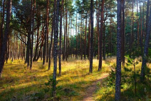Amber-blue Palanga