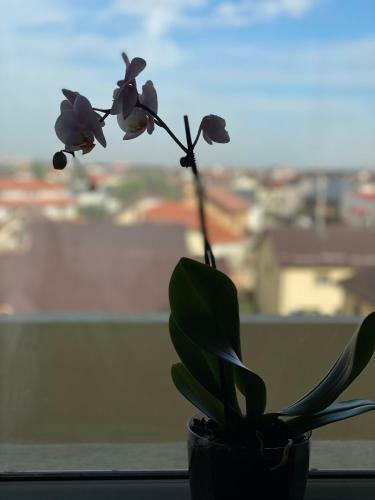 Deluxe Single Room Apartament